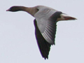 Pink-footed Goose